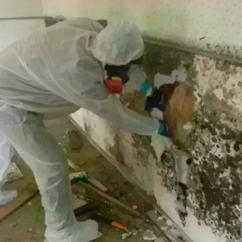 Mold Remediation and Removal in Trafford, PA